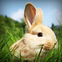 /album/tionozopas/photolia-a03-jpg/